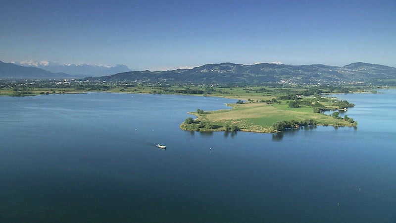 Der Bodensee – Lebensraum und Rastplatz für viele Vogelarten. (Bild: Naturvielfalt Vorarlberg)