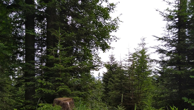 Ein naturnah bewirtschafteter Wald ist unter anderem eine solide Basis für Biodiversität, erklärt Forstwirt Klaus Schwarz. (Bild: Vorarlberger Waldverein)