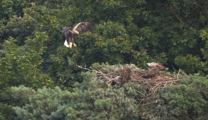 Zwei Jungvögel warten in dem Seeadlerhorst im Nationalpark Thayatal auf Futter, das ihre Elterntiere unermüdlich heranschaffen. (Bild: Julian Wipplinger)