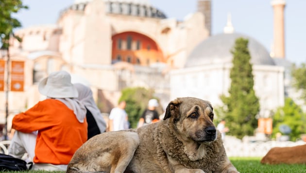 A street dog in Istanbul (Bild: AP/Francisco Seco)