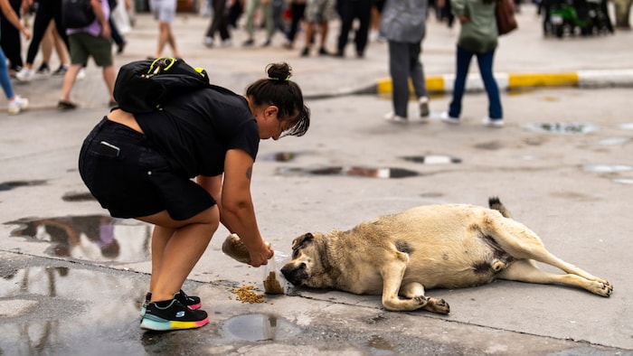 Eine Frau füttert einen Straßenhund.
