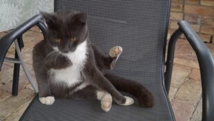 Dieser arme Kater wurde von einem Tierquäler verstümmelt
