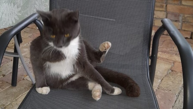 This poor cat was mutilated by an animal abuser (Bild: Sabine Heesen)