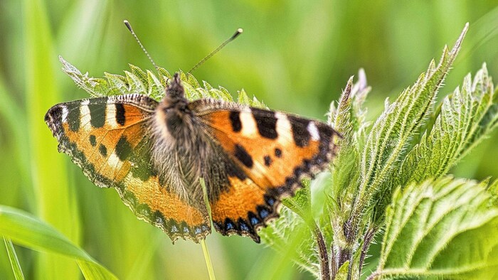 This butterfly also seems to like it here