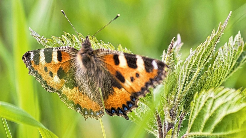 Auch diesem Schmetterling scheint es hier zu gefallen (Bild: Weges)