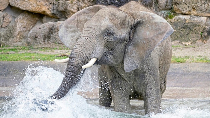 Auch die Tiere in Schönbrunn freuen sich derzeit über Abkühlung.