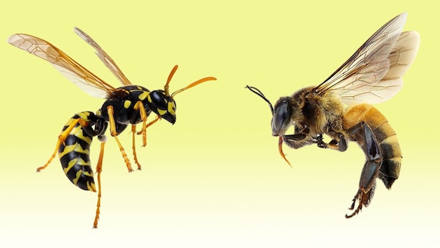 300,000 Austrians are allergic to insect venom from wasps or bees. (Bild: Krone KREATIV/adobe.stock,)