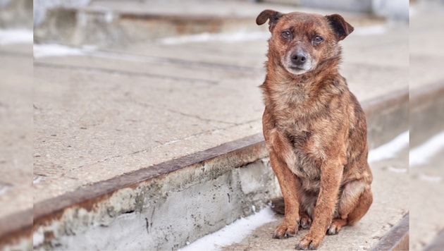 The glassy eyes and the plaintive look are hard to ignore. (Bild: stockadobe.com)