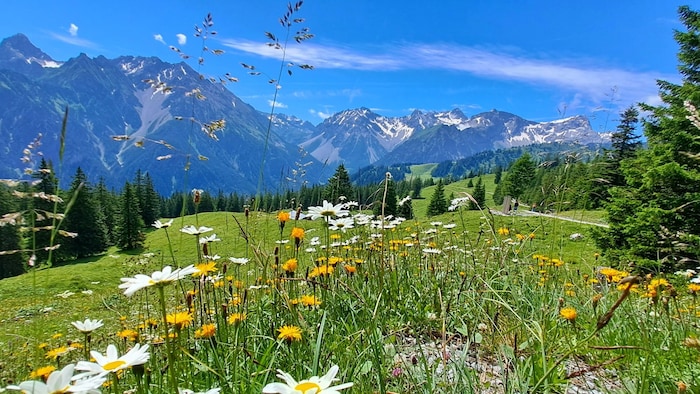 Wunderschöne Alpenblumen in der Brandner Bergwelt.