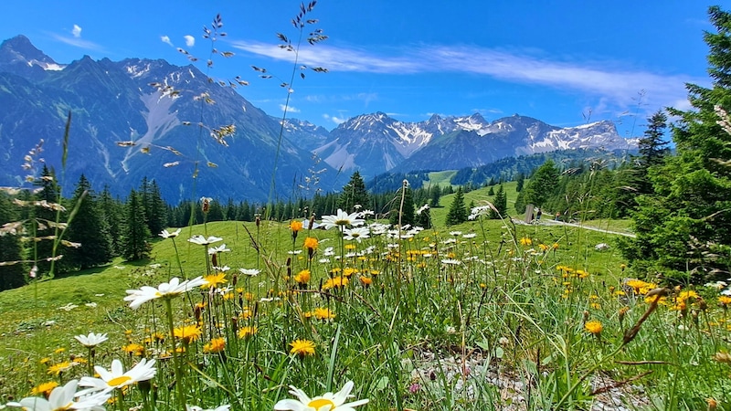 Beautiful alpine flowers in the Brandner Bergwelt. (Bild: Bergauer Rubina)