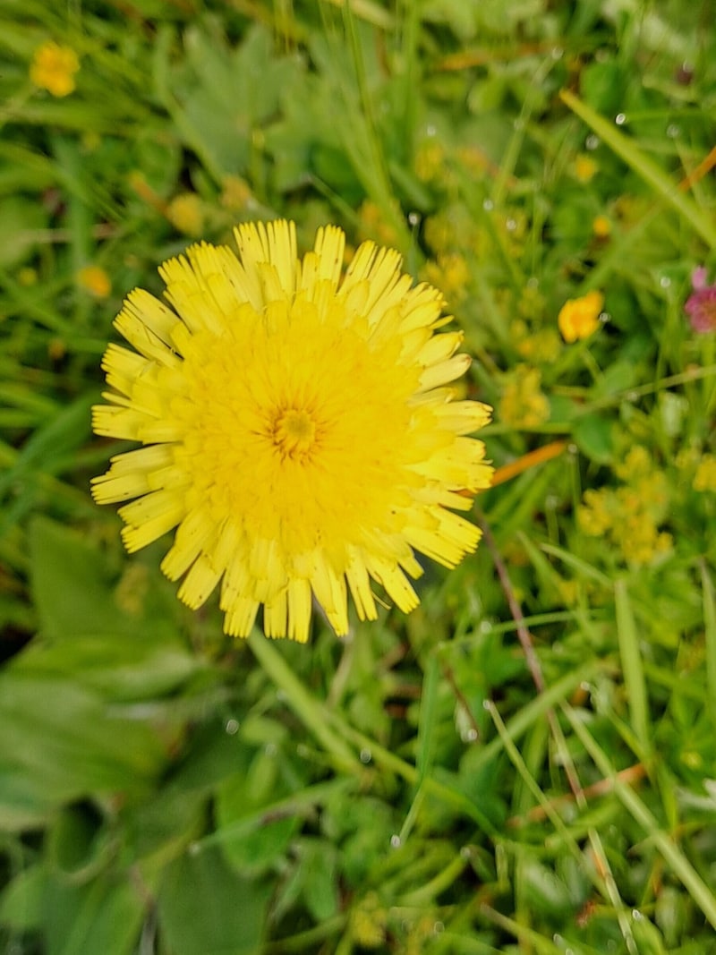 Das kleine Habichtskraut (Bild: Bergauer Rubina)