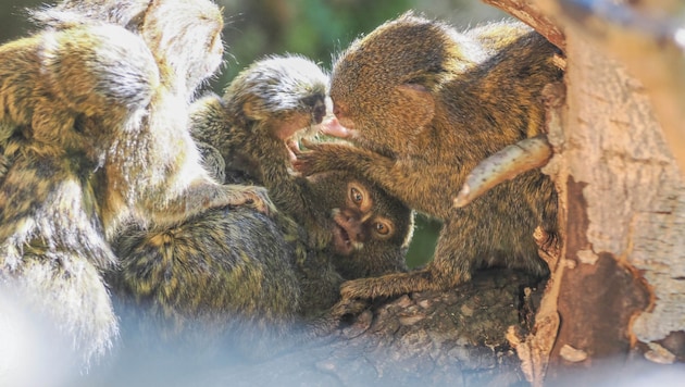 Maximal 15 Zentimeter groß werden die gefährdeten Zwergseidenaffen. Im Salzburger Zoo kam kürzlich dieser kleine Affe und ein Geschwisterchen zur Welt. (Bild: Zoo Salzburg / Angelika Köppl)