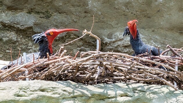 Northern bald ibises like to breed near bodies of water on rocky cliffs and steep coasts. (Bild: TIERGARTEN SCHÖNBRUNN/DENNIS PFLEGHAAR)