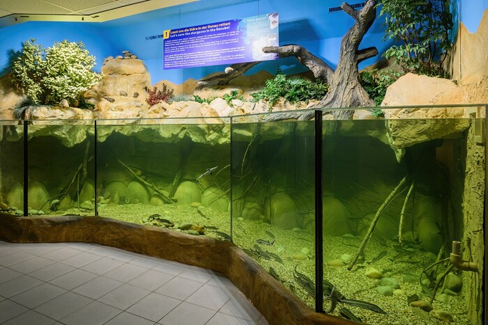 Im neuen Donau-Becken werden die Jungtiere an den neuen Lebensraum gewöhnt