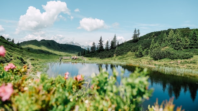 Wandern entlang des Almenweges (Bild: ChrisPerkles)