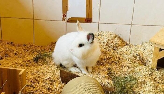 Auch ausgesetzte Kaninchen fanden im Tierheim St. Pölten Unterschlupf.