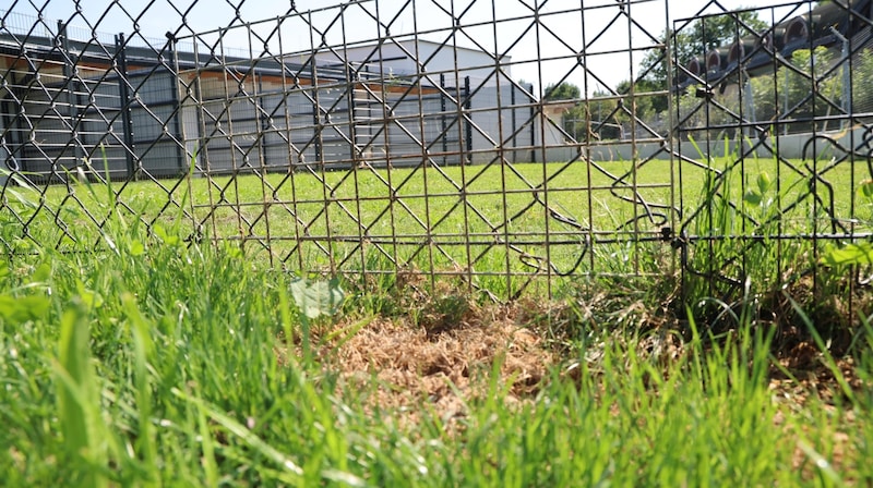 The fence is not escape-proof. (Bild: Birbaumer Christof)