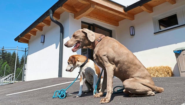 The dogs will have to wait to move in for the time being. (Bild: Birbaumer Christof)