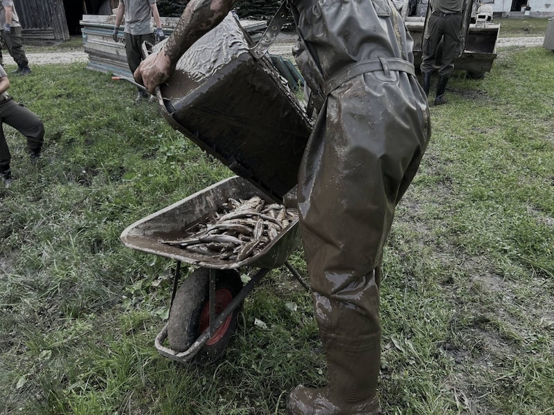 Rund 250 Tonnen Fischkadaver müssen möglichst rasch beseitigt werden. (Bild: APA/BUNDESHEER/MERL)