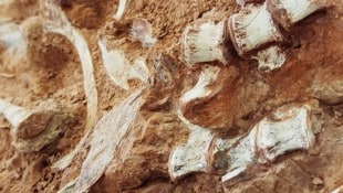 Die fossilen Überreste (Bild) des Sauriers wurden im Mai etwa 280 Kilometer westlich von Porto ...
