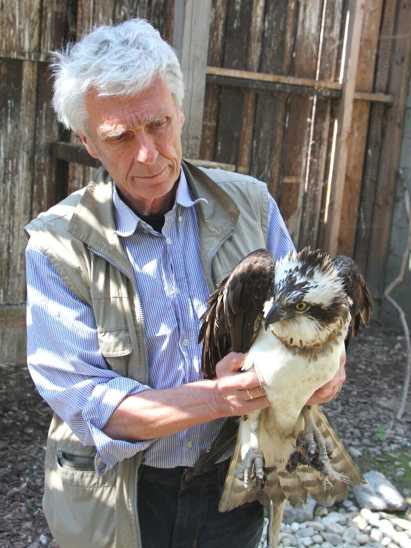 Hans Frey leitet die Eulen- und Greifvogelstation in Haringsee. In seiner Obhut landen neben verletzten Fischadlern (im Bild) auch immer wieder orientierungslose Hochzeits-Tauben.  (Bild: © EGS | Stefan Knoepfer)