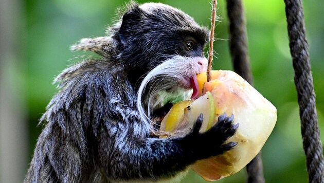 A small emperor tamarin indulges in his ice cream. (Bild: APA/AFP/Tiziana FABI)