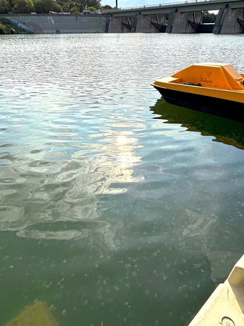 „Es hat so ausgesehen, als würde es unter Wasser schneien“, sagt die „Krone“-Leserin, die die Quallen für uns fotografiert hat. (Bild: Jennifer Huber-Stern)