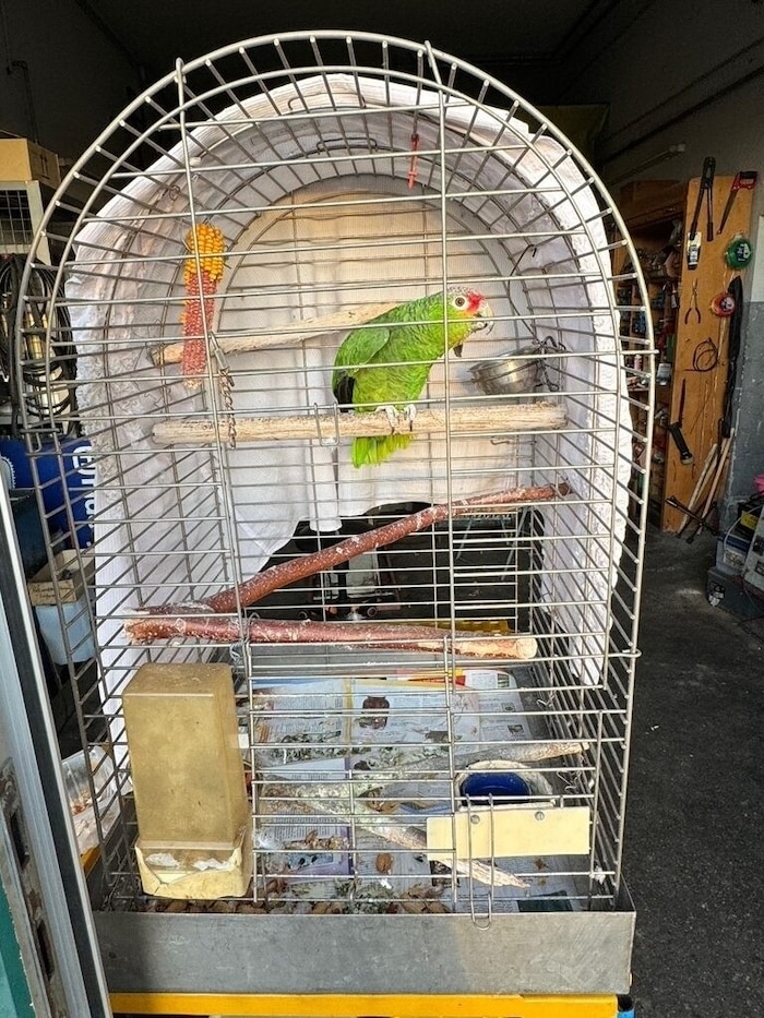 For 30 years, "Burli" was locked up in a cage that was far too small.