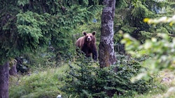 Ein junger Braunbär im Nationalpark Bucegi in den rumänischen Karpaten (Bild: Frank - stock.adobe.com)