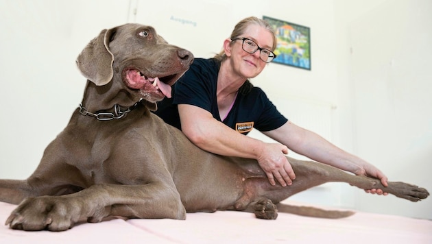 Behandlung mit Wohlfühlfaktor: Mit einem eigenen Enzymspray wird die „Ordi“ nach jedem Termin von fremden Gerüchen befreit, so Karpf. (Bild: Seebacher Doris/Doris_SEEBACHER)