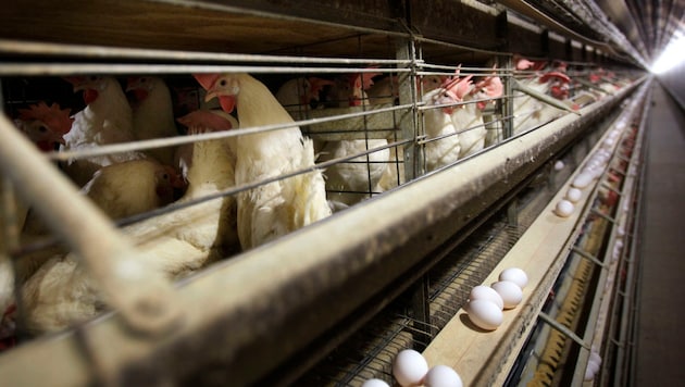 Genetic tests have confirmed that the risk to the general population from bird flu remains low. (Bild: AP)