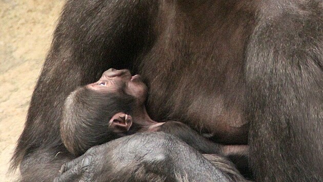 The baby gorilla snuggles up to its mother. (Bild: Zoo Schmiding)