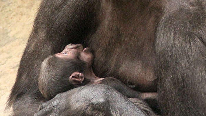 Das Gorilla-Baby schmiegt sich an seine Mama.