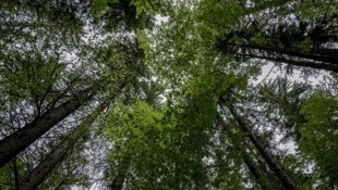 Ewigkeit im Wachsen. Die Bäume werden 500 Jahre alt.