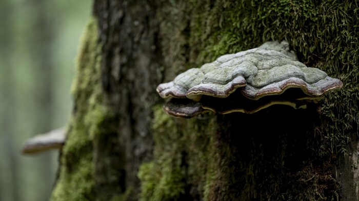 Rare tree sponges bear witness to the best air quality