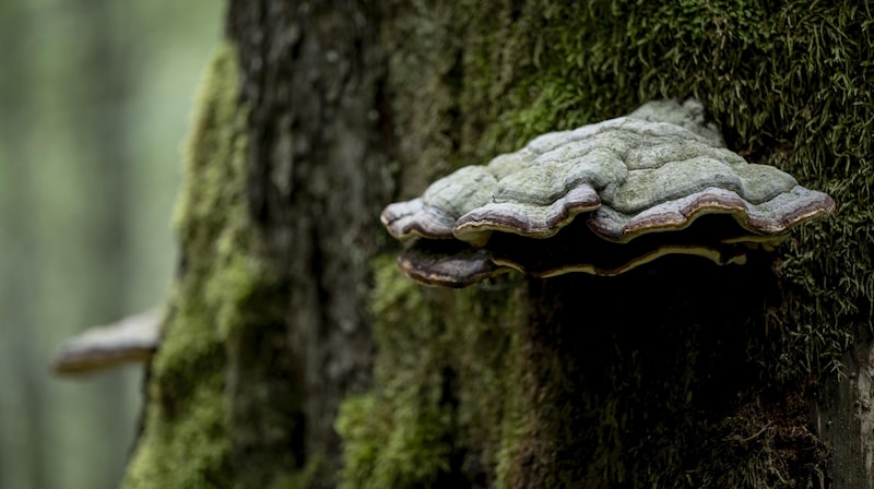 Seltene Baumschwämme zeugen von bester Luftgüte (Bild: Imre Antal)