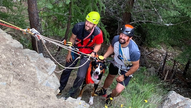 The mountain rescuers brought the Swiss mountain dog "Kosmo" safely back to his group. (Bild: ZOOM Tirol)