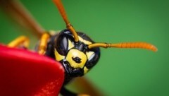 Süße Verlockungen wirken auch auf stechende Insekten: Schnelles Handeln ist nach unliebsamen Kontakten entscheidend! (Bild: Scharinger Daniel)