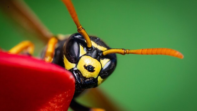 Süße Verlockungen wirken auch auf stechende Insekten: Schnelles Handeln ist nach unliebsamen Kontakten entscheidend! (Bild: Scharinger Daniel)