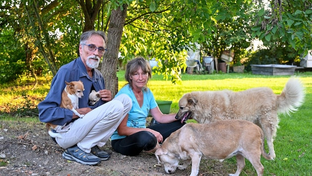 Wilhelm Schnebel und Renate Oberhumer nehmen nun mehrere Tiere privat bei sich auf. Drei großen Hunden droht aber die Einschläferung. (Bild: Dostal Harald)