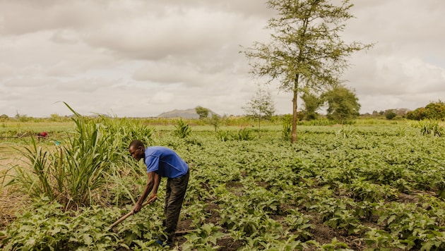 Mawa lebt in Uganda. Früher war er auf Lebensmittelrationen angewiesen. Durch das World Vision Programm kann er seine Familie ernähren. (Bild: World Vision)