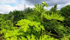 Die Giftpflanze Riesen-Bärenklau hat in Deutschland 17 Menschen beim Wandern verletzt (Symbolbild). (Bild: stock.adobe.com/Paul Gorvett)