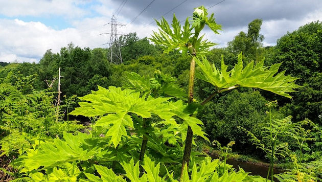 The poisonous plant giant hogweed has injured 17 people in Germany while hiking (symbolic image). (Bild: stock.adobe.com/Paul Gorvett)