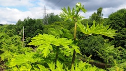 Die Giftpflanze Riesen-Bärenklau hat in Deutschland 17 Menschen beim Wandern verletzt (Symbolbild). (Bild: stock.adobe.com/Paul Gorvett)