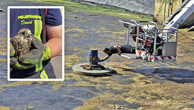 The Florianis used the telescopic mast to make their way to the young falcon in the sewage basin. (Bild: Krone KREATIV/FF Ybbs)