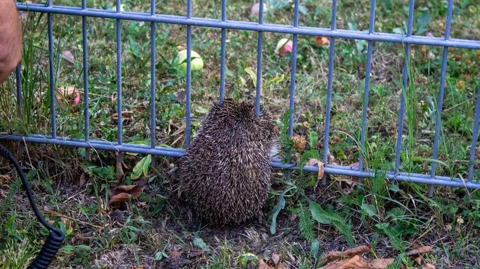 Garden fence as a prison for hedgehog lady and dog "Jeannie"