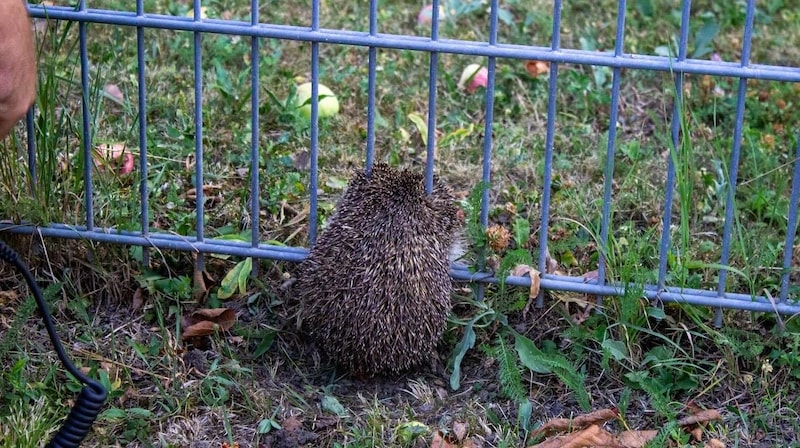 Garden fence as a prison for hedgehog lady and dog "Jeannie" (Bild: FF Vösendorf)