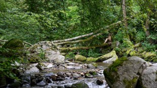 An der Rodl stürzten zwei Bäume um, verletzten eine Frau.