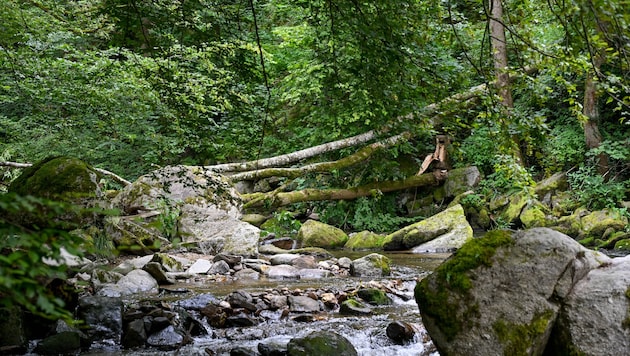 Two trees fell on the Rodl, injuring a woman. (Bild: Dostal Harald/© Harald Dostal / 2024)