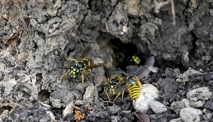 Die Erdwespen bei ihrem Nest am St. Valentiner Friedhof